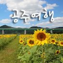공주-63 이미지