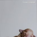 닥터에이스 동물병원 | 수원동물병원 닥터에이스동물병원 선택 기준과 확인 포인트