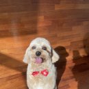 인물나개 이미지