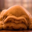 행복한 강아지 이미지