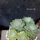 온슬로우