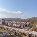 서현청소년수련관 | 분당 판교 운중천산책로 벚꽃개화 실시간 벚꽃예쁜곳 판교도서관 야생화도시숲 판교원마을