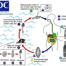 간디스토마 - 담도암을 유발하는 기생충 이미지