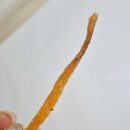 쫀드기삼촌
