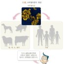 경한농장 | 브루셀라증이란? 특징, 증상, 진단, 합병증