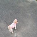 개털깍는 사랑이네 이미지