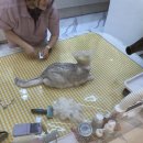 묘르신 | 천안아산 고양이 미용실 추천! | [묘르신]무마취 고양이 스파목욕