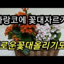 ****카랑코에 키우기 (계속 꽃보는법 목대 만드는법)-예푸른tv 이미지