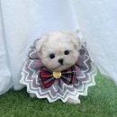 강아지분양 테디럽 이미지