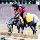 아라뱃길 승마클럽 이미지