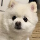 [강아지 용품] 강아지 바르는 치약 &lt;트로피크린 크린티스 겔 치약&gt; 대해 알아보자! 내 돈 내산 후기