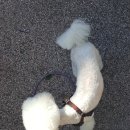 봉봉약국 이미지