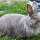 폭스(FOX) 이미지