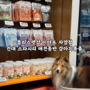 이마트24 건대차이나점 | 건대 몰리스펫샵 이마트 자양점 | 스타시티 애견동반 강아지용품 후기
