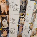 커피멍냥광교역점 이미지