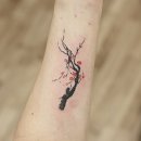 플럼블라썸(Plum Blossom) 이미지