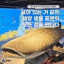 아싸가오리라이브 | 동래에서 아이와 함께 떠나는 해양 탐험: 부산해양자연사박물관, 부산아이와 갈만한 곳