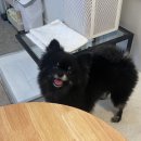 도도한댕댕 이미지