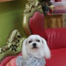 올리브펫 이미지