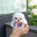 보성애견 이미지