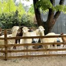 홍가농장 이미지