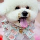 무아몽 해운대 강아지 애견미용 이미지