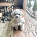 버스정류장(신동사거리) | 익산 신동 원대사거리 애견동반 카페 ‘프랭크커핀바’