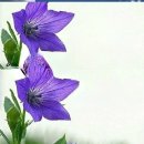 동취 Daum카페