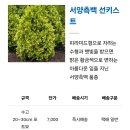 서양측백 선키스트 20주를 심다.24.3.21.토. 이미지