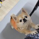 댕카 미용실 | 3월 일상