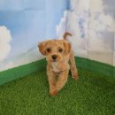 똑똑독 펫살롱 이미지