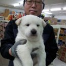 마한애견 이미지