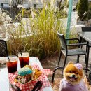 의정부호원동물약국 | 애견동반 의정부브런치 파머스빌리지 플러스 호원점