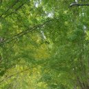 신양 은행나무길 이미지