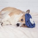 로얄애견 이미지