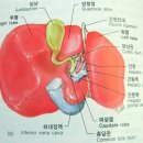 소화기계의 구조,(소화와 흡수의 구조,간의 구조) 이미지