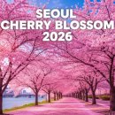 한산공원 한재터널 위 | 2026 서울 벚꽃 명소 BEST 5, 여의도·석촌호수·남산 당일치기 코스