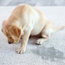 공감애견학교 이미지