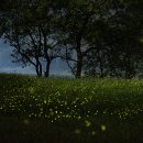 반딧불이 이미지