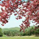 덕평IC - 926 | H1cc 덕평힐뷰cc 덕평cc 라운드후기_최상의 컨디션과 뷰 자랑