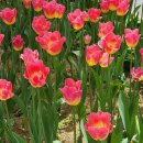 GTQ포토샵1급(자격증) 이미지