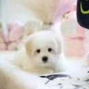 샵펫 강아지분양 울산점 이미지