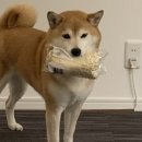 본가갈비탕 이미지