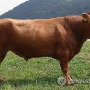 수원-정자-정자-8 이미지