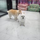 몽이 애견샵 이미지