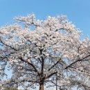 서호꽃뫼 | 수원 꽃구경 하기 좋은 벚꽃길이 절정인 꽃뫼공원에서 서호공원 축만제까지 후기와 주차팁도 공유해요