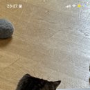 펫투
