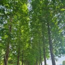 스테이인숲 이미지