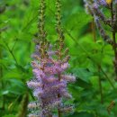 여름야생화ㅡ노루오줌/여로 외 - by 모모수계 이미지