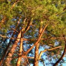 왕피천하늘담 이미지